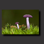 amethyst deceiver, mushroom